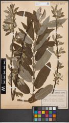 Foto von Salix caprea L. x Salix viminalis L.